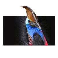 pantalla de proyector de marco fijo wupro cbsp 92100110120 pulgadas angulo de vision de 160 3d 4k8k uhd contrast