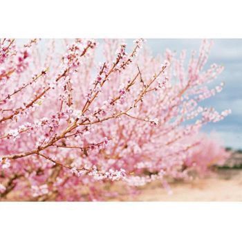 Fotomural Vinilo Ramas Almendros 500 X 300 Cm