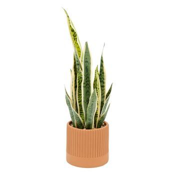 Planta Artificial Nippo, 78 Cm, Marrón - Atmosphera Createur D'interieur