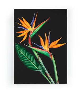 Lienzo 60x40 impresión flor del paraíso