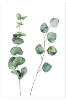 cartel de naturaleza de hoja de eucalipto sin marco 40x60cm