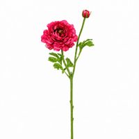 tallo de ranunculo abierto fucsia h40