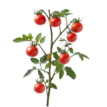 Plantel de tomate gordo de Torrelaguna