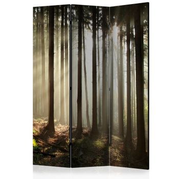 Biombo - Coniferous Forest (135x172 Cm)