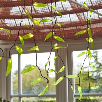 Solar Leaf Fantasy