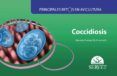 principales retos en avicultura  coccidiosis