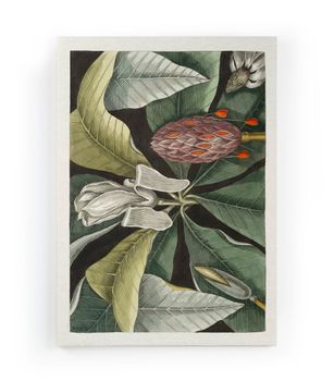 Lienzo 60x40 impresión árbol paraguas