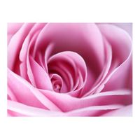 papel pintado 3d - una rosa de color rosa 250x193 cm