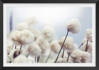 poster flores de algodon al viento con marco negro 30x20cm