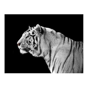 Papel Pintado 3d - Un Tigre Blanco (300x231 Cm)
