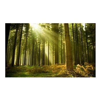 Papel Pintado 3d - Un Bosque De Pi?as (450x270 Cm)