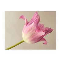papel pintado 3d - pink tulip 350x270 cm