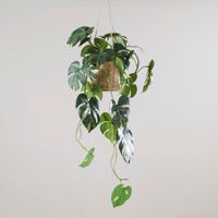 monstera artificial colgante con macetero de ratan