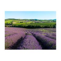 papel pintado 3d - campos de lavanda 300x231 cm