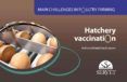 main challenges in poultry farming hatchery vaccination