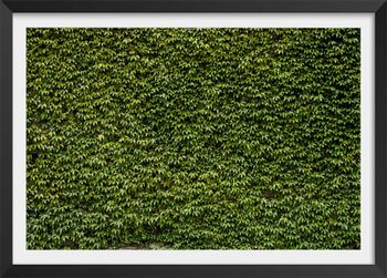 Póster naturaleza pared con hiedra con marco negro 60x40cm