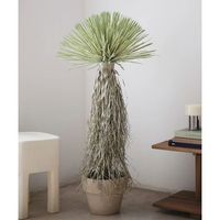 planta artificial - nolina artificial 120 cm
