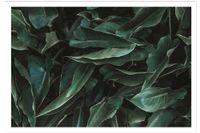poster de hojas verdes sin marco 60x40cm