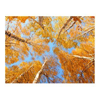Papel Pintado 3d - Coronas De Árboles Oto?ales (400x309 Cm)