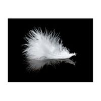 papel pintado 3d - white feather 300x231 cm