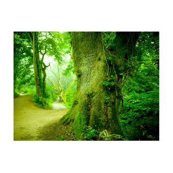 Papel Pintado 3d - Sendero En Un Bosque (400x309 Cm)