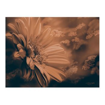 Papel Pintado 3d - Gerbera En Colores Marrones (400x309 Cm)