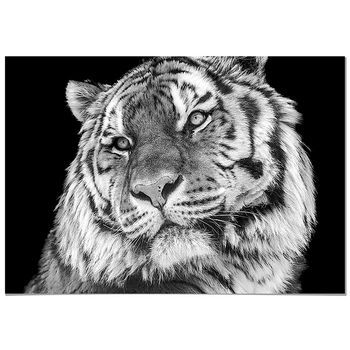 Panorama Cuadro De Aluminio Tigre 100x70 Cm