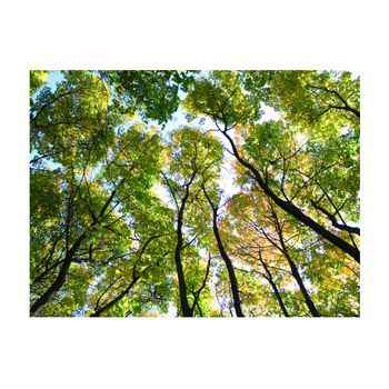 Papel Pintado 3d - Looking Up At The Trees (300x231 Cm)