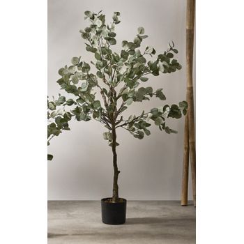 Arbol Eucalipto 150 Cms. 150 Cms