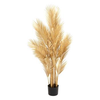 Palmera Olla De Oro H120