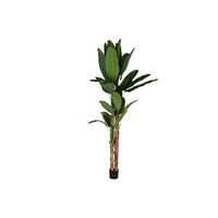planta pe cemento 90x90x290 bananero verde