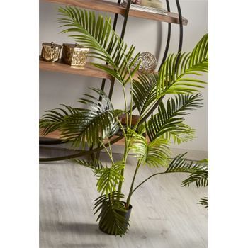 Planta Kentia 140 Cms. 140 Cms