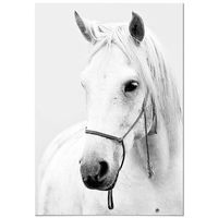 panorama cuadro de aluminio caballo 70x100 cm