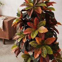 croton 140 cm nortene