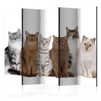 Biombo - Sweet Cats Ii (225x172 Cm)