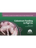 colostrum feeding in piglets
