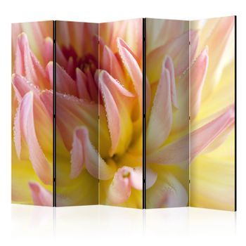 Biombo - Pastel Colored Dahlia Flower With Dew Drops Ii [room Dividers]