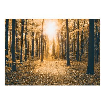 Papel Pintado 3d - Magical Light (250x175 Cm)