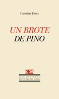 un brote de pino