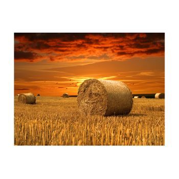 Papel Pintado 3d - Campos Dorados (400x309 Cm)