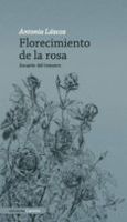florecimiento de la rosa