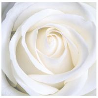 legendarte - cuadro lienzo impresion digital - rosa blanca - decoracion pared cm 60x60