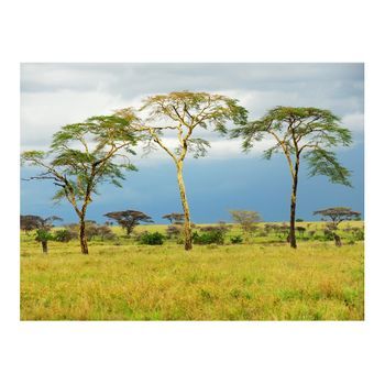 Papel Pintado 3d - Savanna Trees (400x309 Cm)