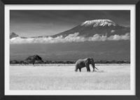 poster  di elefanti e kilimanjaro con marco negro 60x40cm