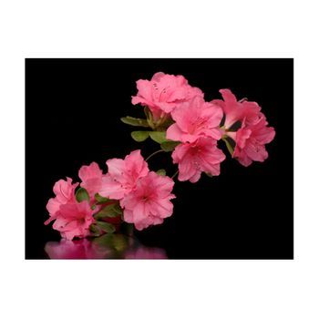 Papel Pintado 3d - Azalea In Black (300x231 Cm)
