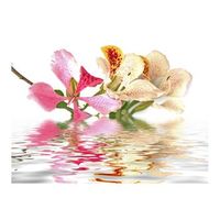 papel pintado 3d - flores tropicales arbol de las orqideas bauhinia 400x309 cm