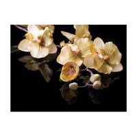 papel pintado 3d - orchids in ecru color 300x231 cm