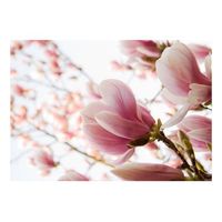 papel pintado 3d - magnolia rosa 350x270 cm