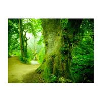 papel pintado 3d - sendero en un bosque 350x270 cm