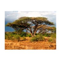 papel pintado 3d - en la reserva nacional samburu kenia 400x309 cm